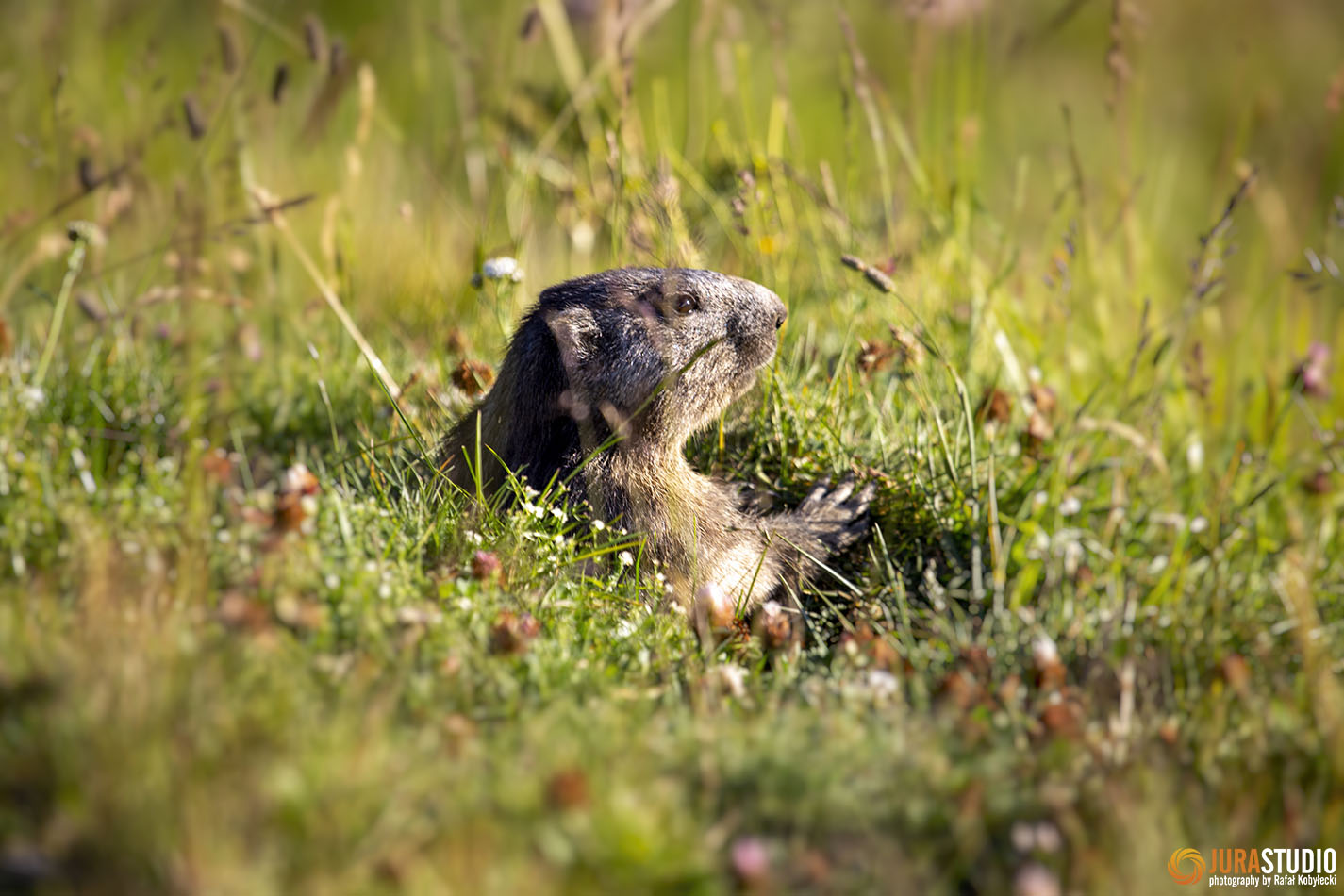 ŚWISTAK - swistak-marmot-pennine-alps